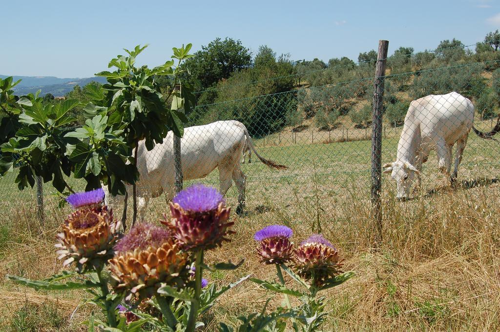 Agriturismo Casale Dei Frontini San Terenziano Extérieur photo